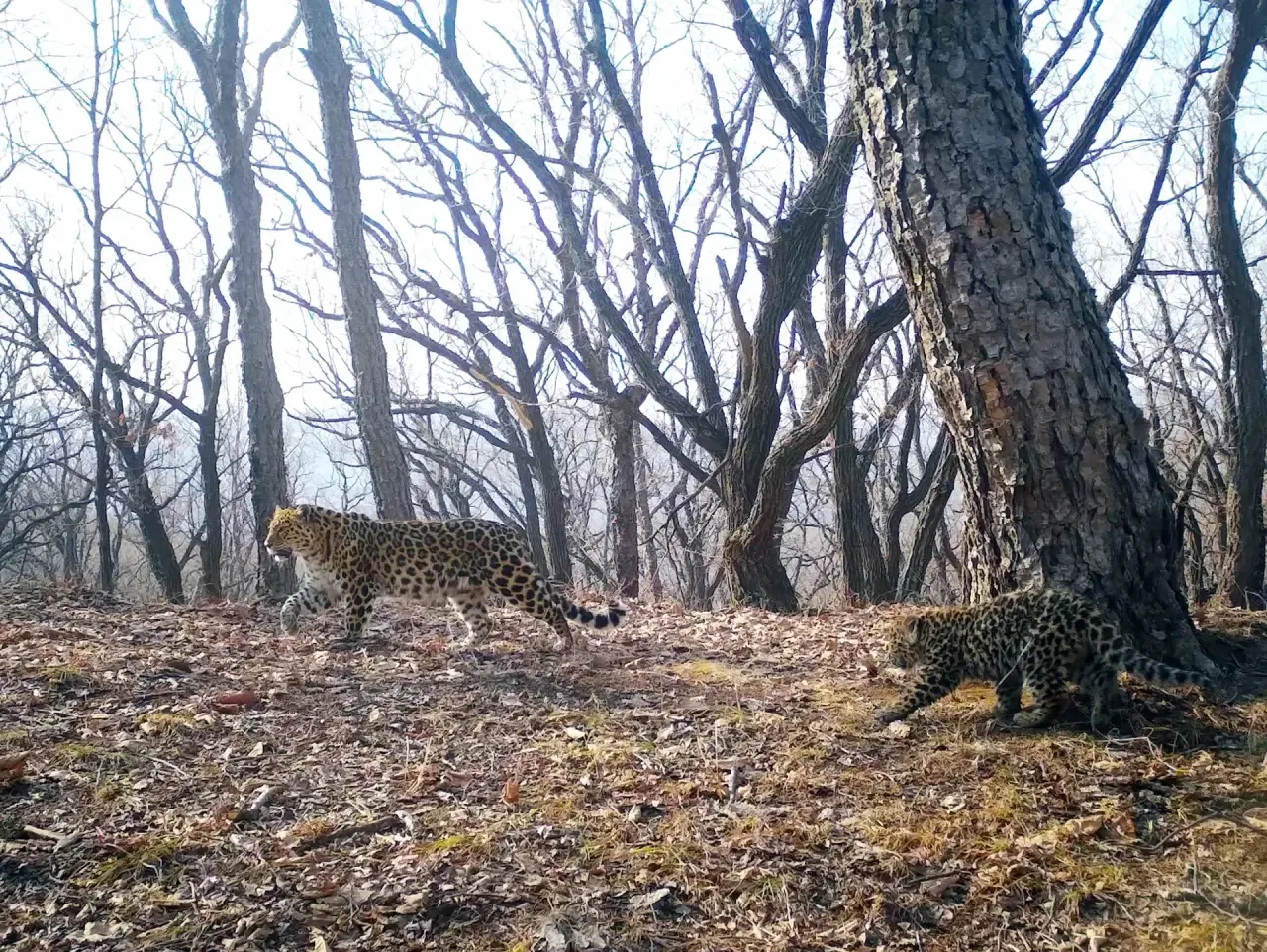 The sweetest - Series Far Eastern leopard, Far Eastern leopard, Young, Leopard, National park, Land of the Leopard, Primorsky Krai, wildlife, Predatory animals, Phototrap, Wild animals, Cat family, Big cats, MAX messenger (link), Longpost