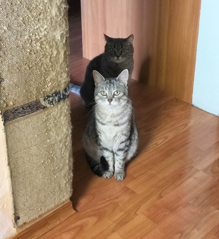 Кошечек показываю