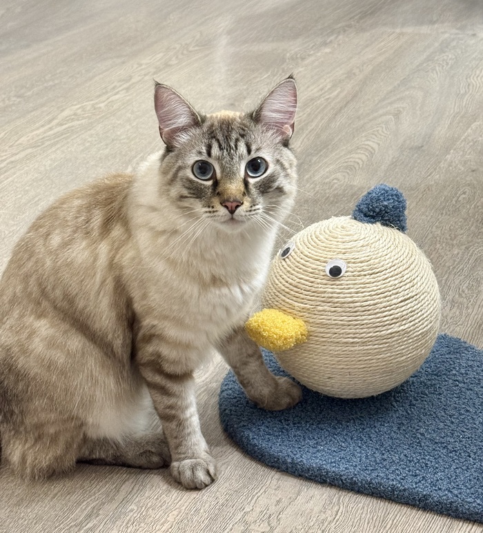 Котейка с новым другом