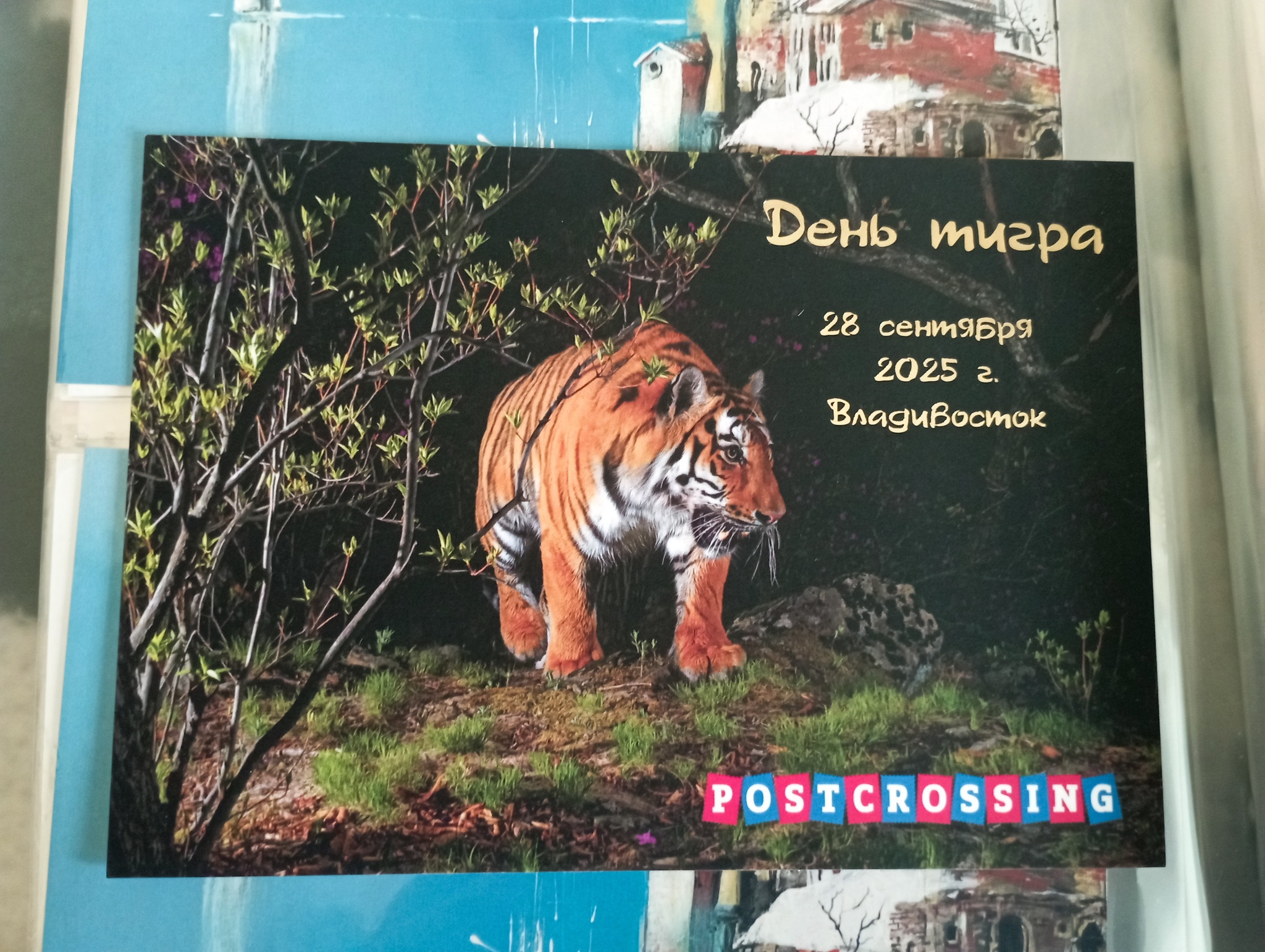 Collection of postcards Vladivostok/Primorye - My, Postcard, Postcrossing, Vladivostok, Primorsky Krai, Amur tiger, Дальний Восток