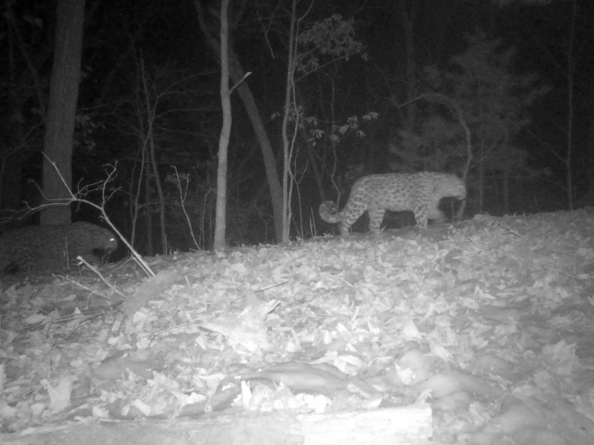 Everything new is well forgotten old - Series Far Eastern leopard, Far Eastern leopard, wildlife, Wild animals, Leopard, Predatory animals, Ussuri Reserve, Primorsky Krai, Big cats, Cat family, Mating season, Longpost