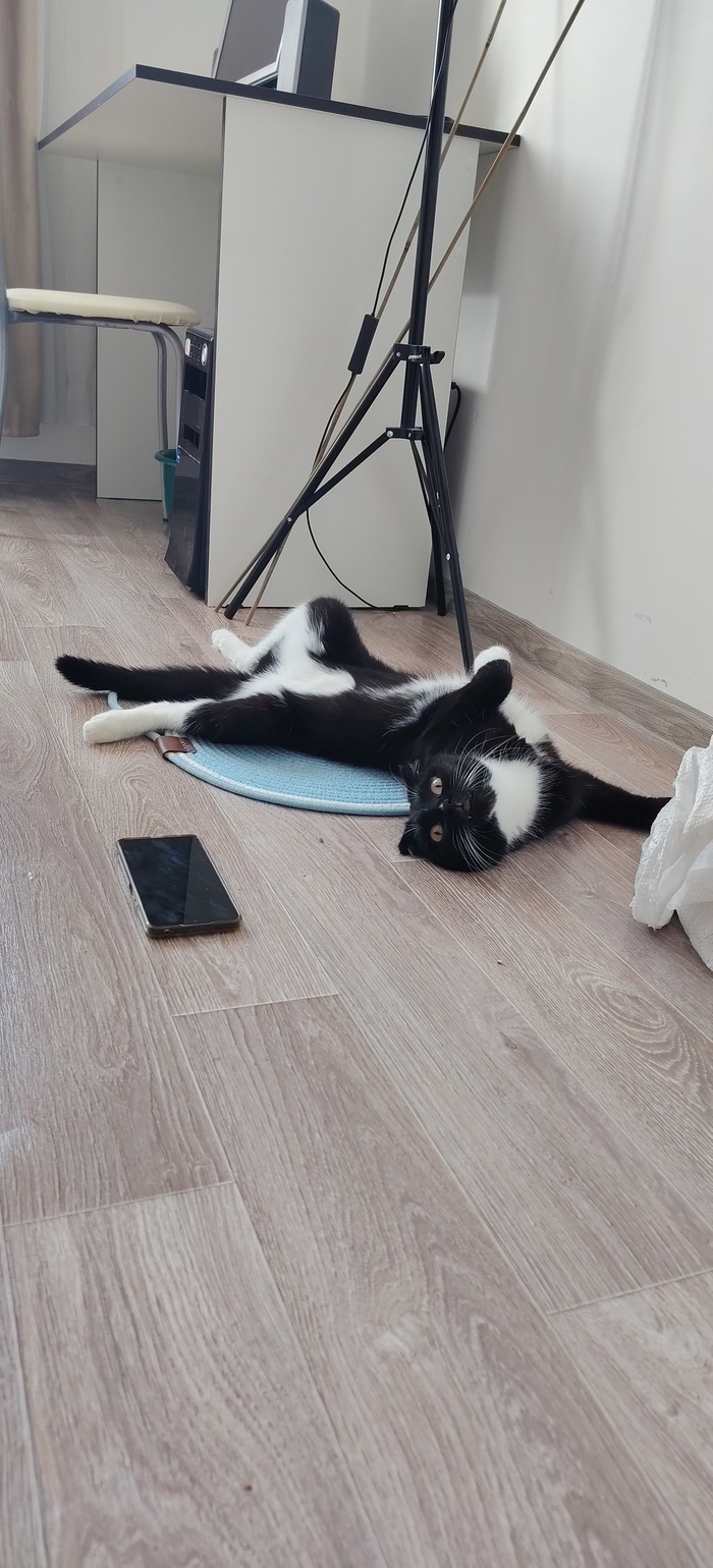 Котик