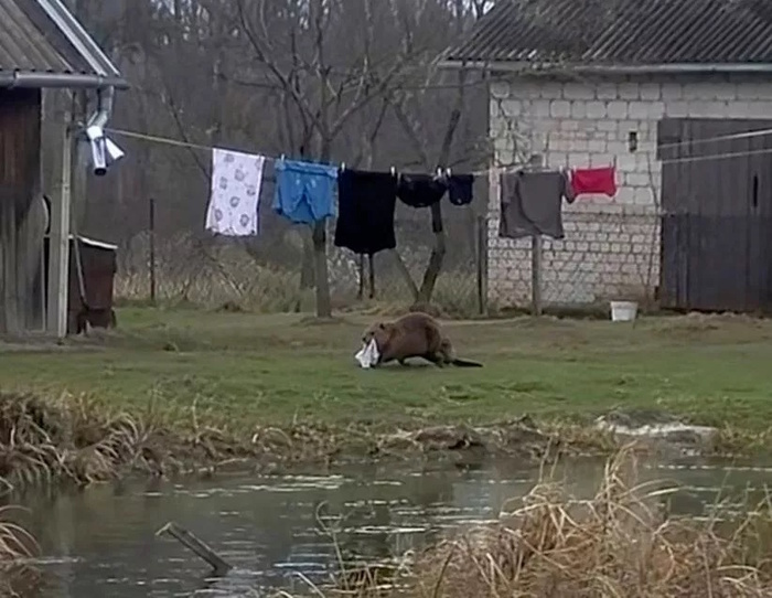 Bоbr kurwa!