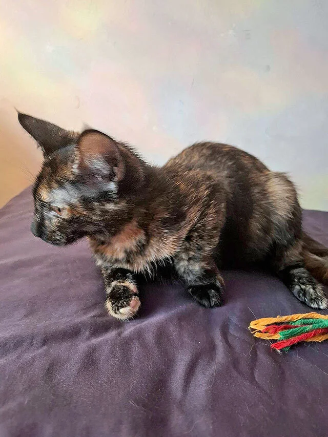 The most wonderful kittens are looking for a home. - In good hands, Moscow, Moscow region, cat, Kittens, Bengal cat, Maine Coon, Tricolor cat, No rating, Longpost