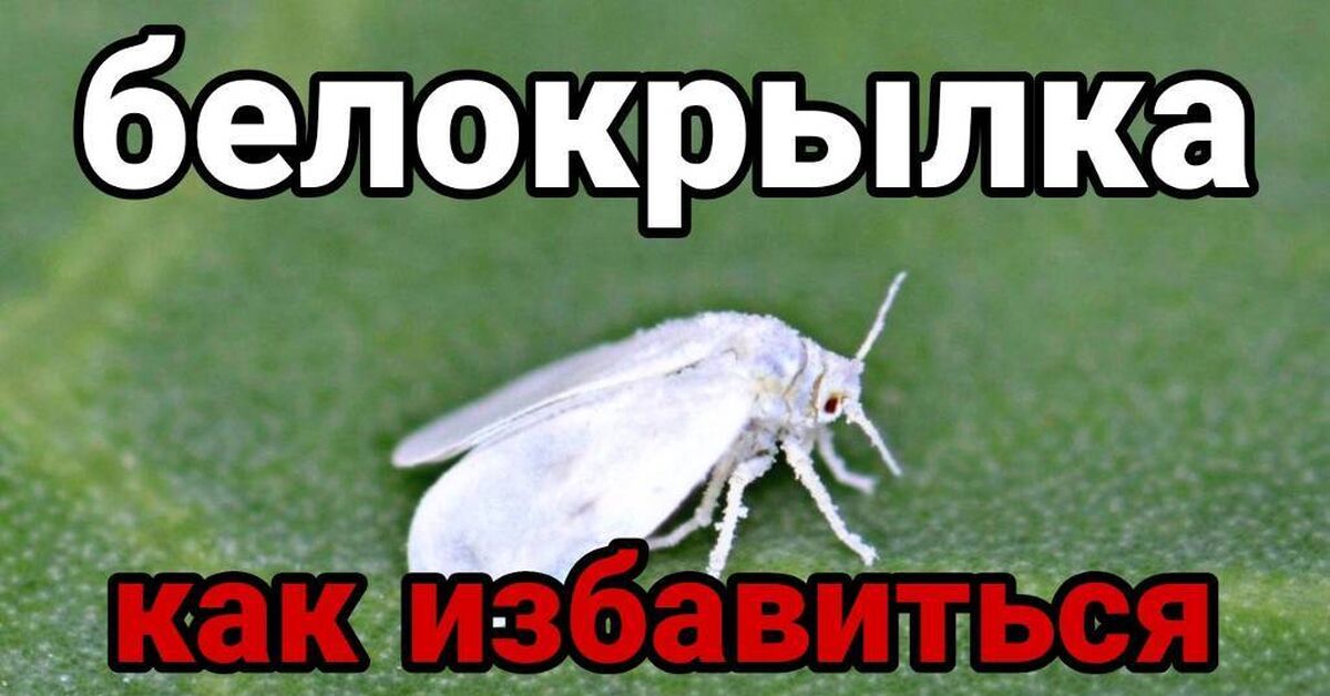 I'll tell you how I get rid of whiteflies in a greenhouse and in open ground. - My, Gardening, Garden, Garden, Dacha, House, Greenhouse, Pests, Harvest, Land plot, Growing, Home construction, Video, Rutube