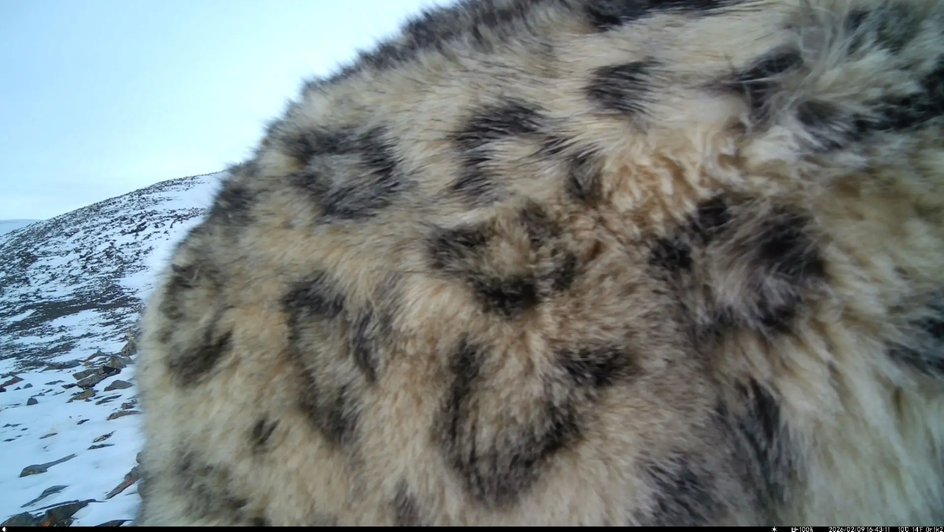 There is no limit to perfection - Series Snow Leopard, Snow Leopard, Chikhachev Ridge, Altai Mountains, wildlife, Predatory animals, Wild animals, Cat family, Big cats, Phototrap, Satyr, MAX messenger (link), Longpost