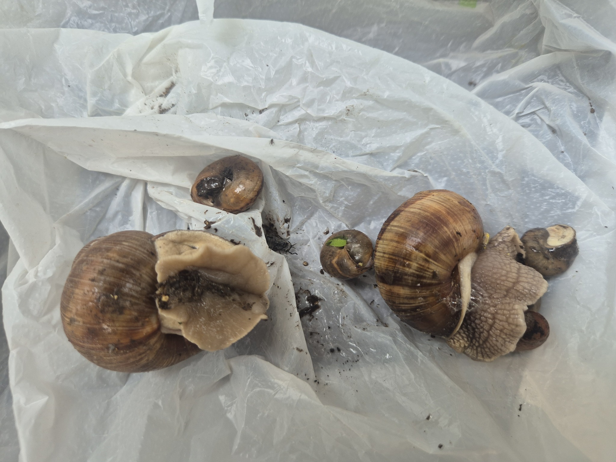 Parasites or the war with female invertebrates) - My, Akademgorodok, Novosibirsk, Snail, Pests, Mat, Longpost