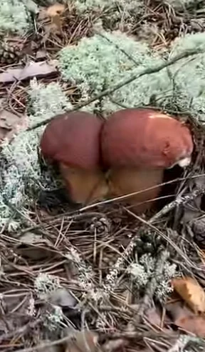 Mushroom pickers - My, Mushroom pickers, Dream, Memories, Longpost, , Peekaboo+