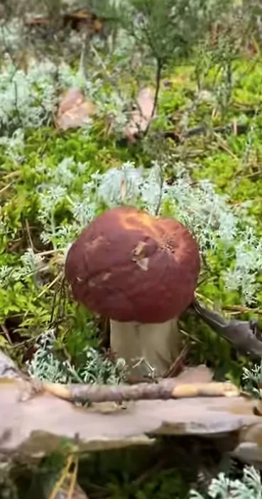 Mushroom pickers - My, Mushroom pickers, Dream, Memories, Longpost, , Peekaboo+