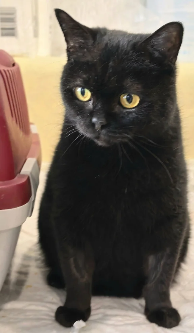 Don't dare look into those eyes. They'll charm you so much that the cat will end up in your home. Located in the Lipetsk region. Delivery throughout Russia is available. - My, In good hands, cat, Helping animals, Lipetsk, Moscow, Saint Petersburg, Voronezh, Video, Vertical video, Short videos, Longpost