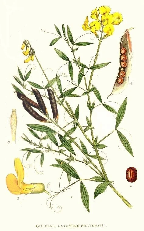 Mouse Pea Zoo - My, Botany, Plants, Biology, Entertaining botany, Meadow, Longpost, Come to us