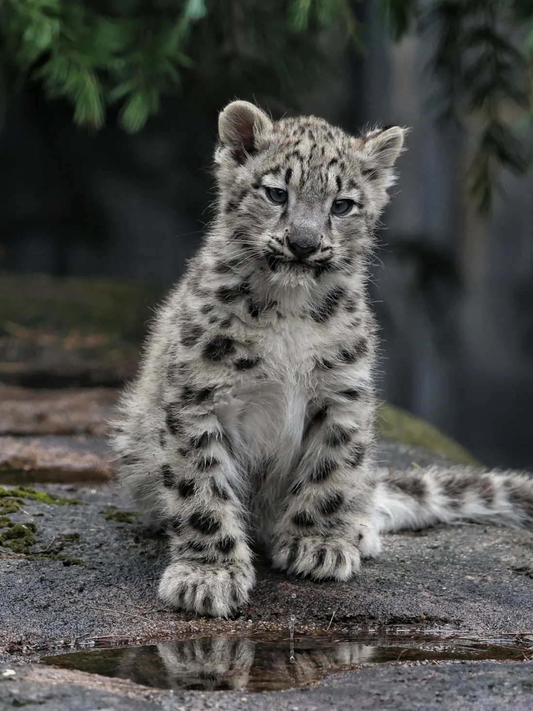 Continuation of the post Tygydyki that are nice to look at - Series Snow Leopard, Snow Leopard, Young, Zoo, Melbourne, Cat family, Predatory animals, Wild animals, Big cats, Milota, Australia, Reply to post, MAX messenger (link), Longpost