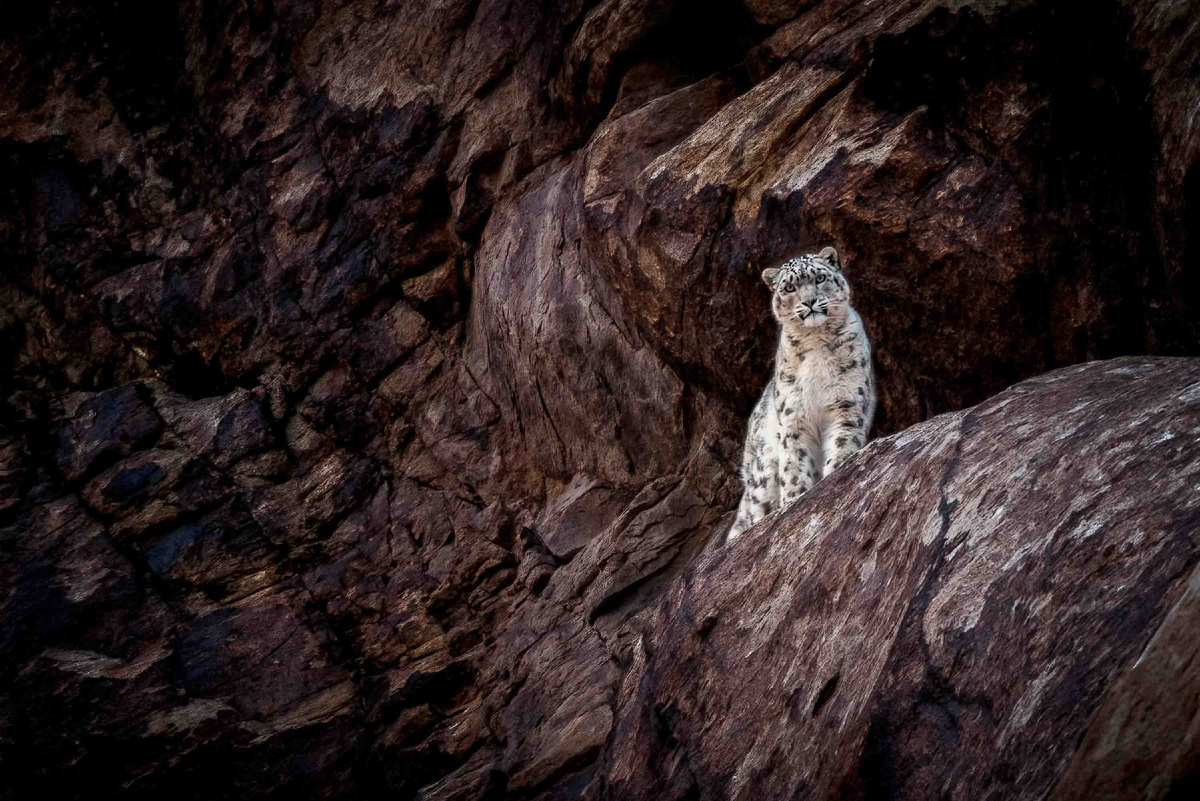 Snow leopards are perfect, but perfection can be their undoing. - Series Snow Leopard, Snow Leopard, Perfection, Survival, Research, Scientists, Wild animals, Rare view, Cat family, Predatory animals, Danger, Big cats, Climate change, Yandex Zen (link), Longpost