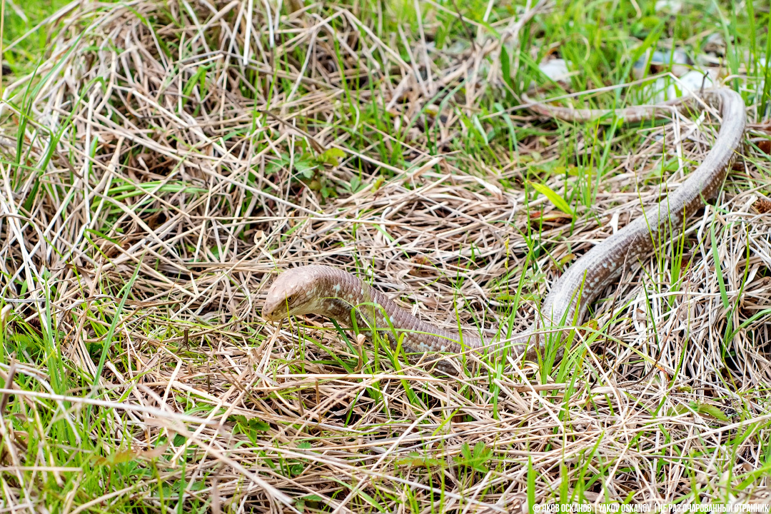 Yellowbelly or yellowbelly? Which is correct? - Series Cognitive, My, In the animal world, Rare view, Animals, Biology, Reptiles, Snake, Lizard, Longpost, Yellow-bellied