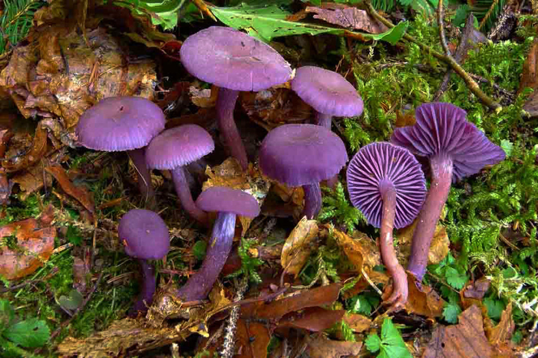 Amethyst varnish. Is it safe to eat? Why is it called the amethyst deceiver? - Series Cognitive, My, Biology, Rare view, Mushrooms, Longpost