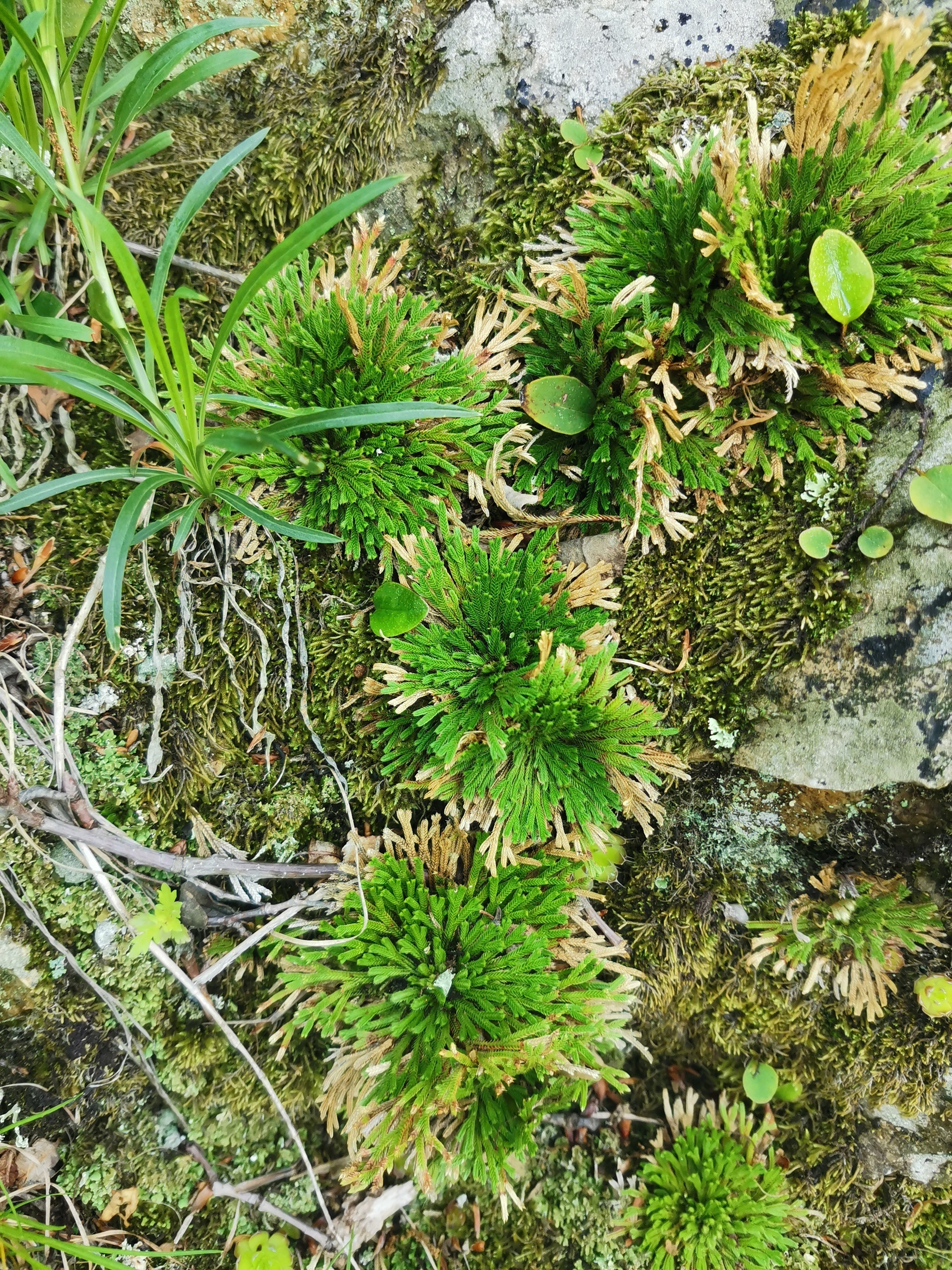 Club moss (Selaginella tamariscina) - My, Entertaining botany, The mountains
