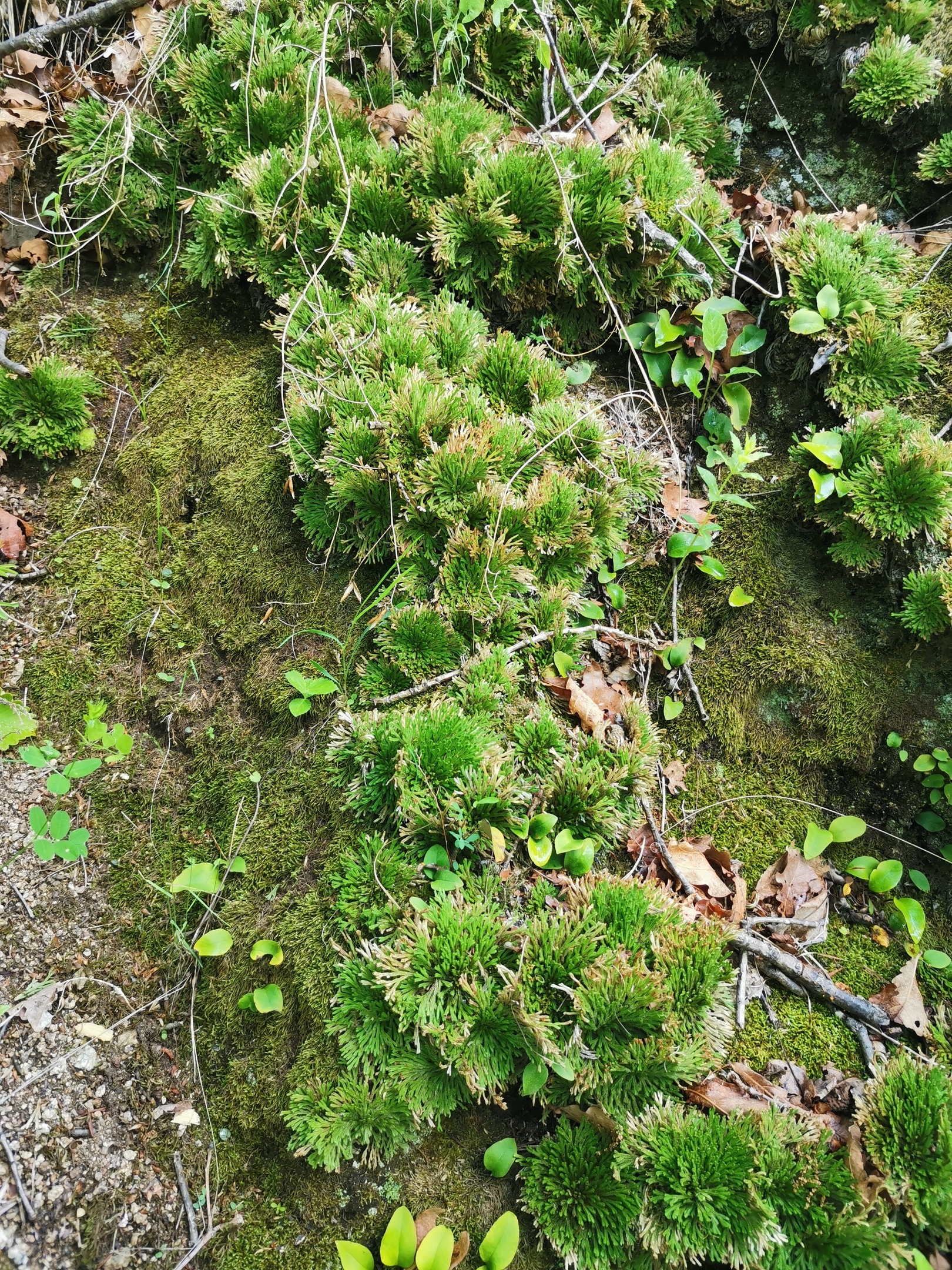 Club moss (Selaginella tamariscina) - My, Entertaining botany, The mountains