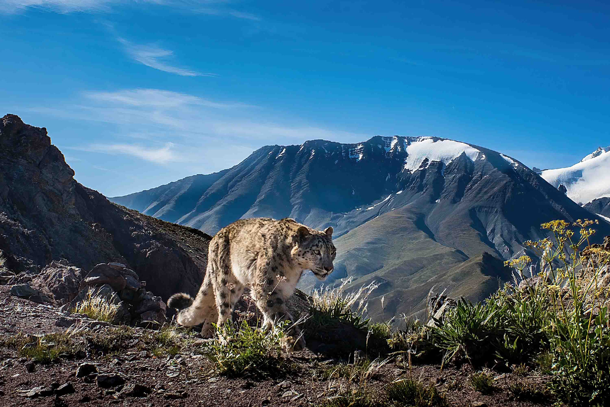 Snow leopards are perfect, but perfection can be their undoing. - Series Snow Leopard, Snow Leopard, Perfection, Survival, Research, Scientists, Wild animals, Rare view, Cat family, Predatory animals, Danger, Big cats, Climate change, Yandex Zen (link), Longpost