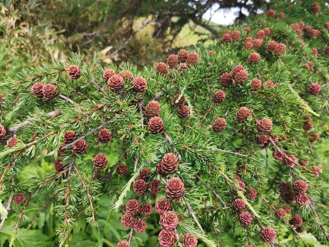 Cajander larch (Larix cajanderi) - My, The mountains, Botany