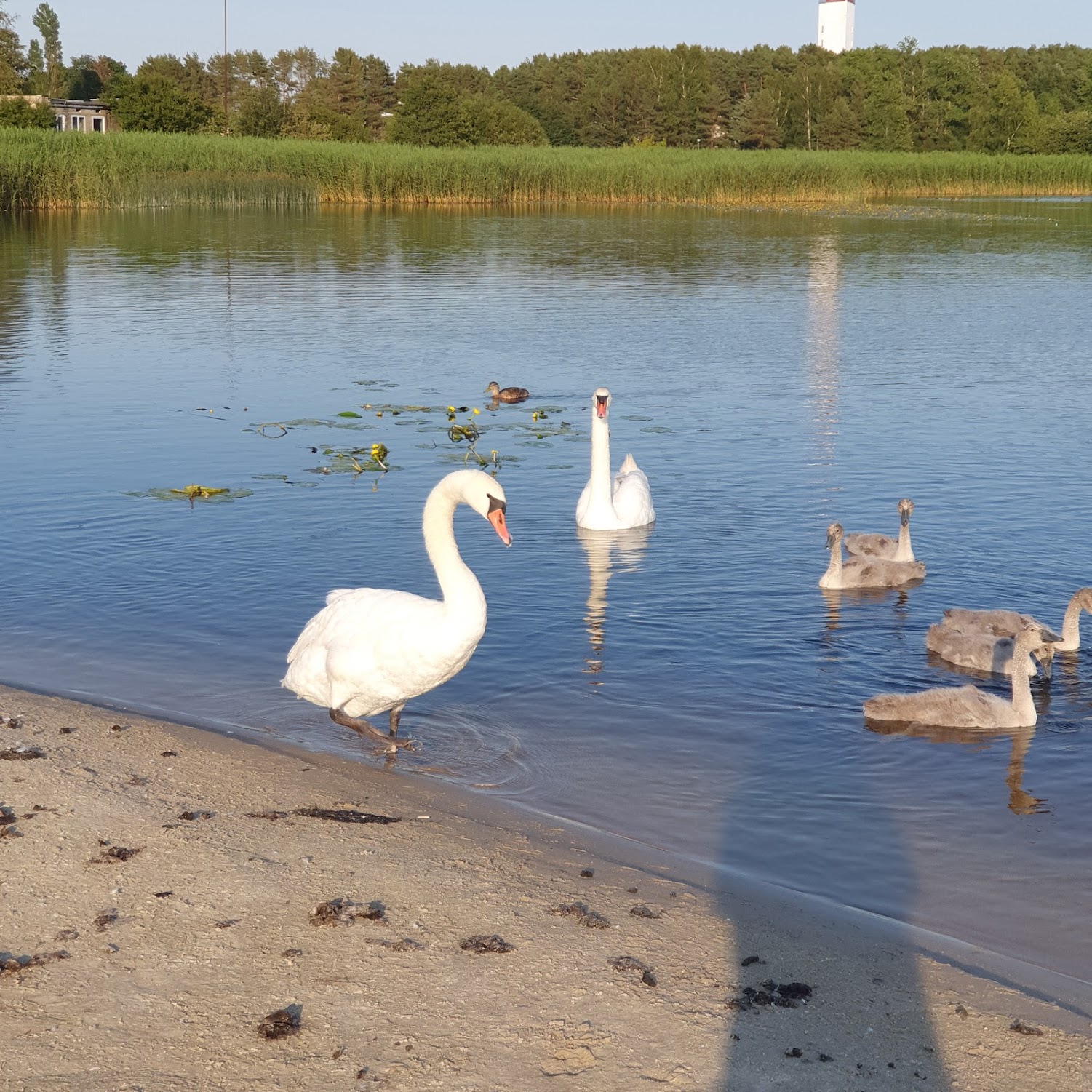 Shie1D's reply to Show me some nature from the gallery! - My, Mobile photography, Nature, Reply to post, A wave of posts, Baltic Sea, Swans, Rainbow, Longpost