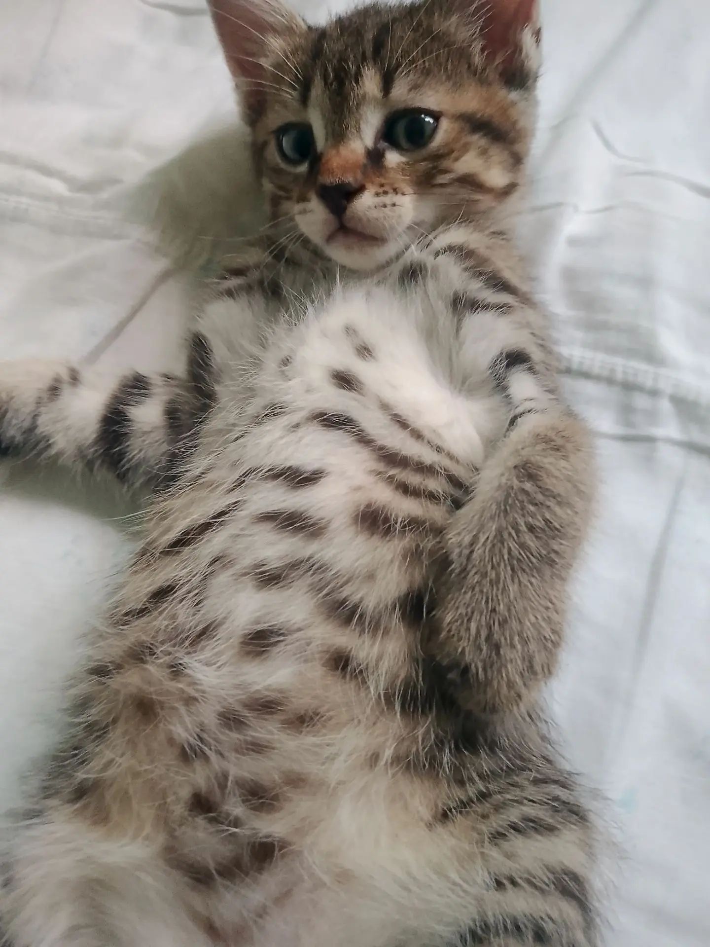 Found a family - My, Good deeds, Care, Charity, Found a home, In good hands, Overexposure, Good league, Shelter, Homeless animals, cat, Kittens, Cat lovers