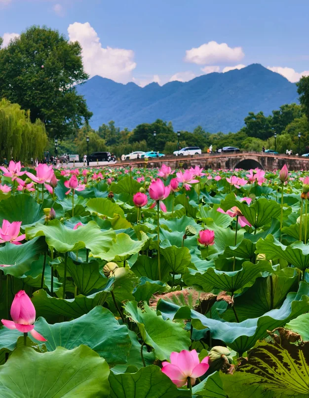 Everyone knows Shanghai. But why do Chinese people vacation in Suzhou and Hangzhou? - My, China, Travels, Asia, The culture, Personal experience, Shanghai, Suzhou, Hangzhou, Longpost, 