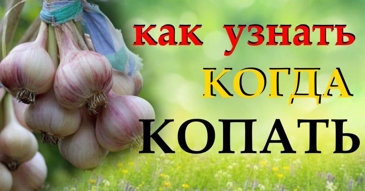 All about harvesting and storing garlic to keep your harvest from spoiling before spring. - My, Gardening, Garden, Garden, Dacha, House, Harvest, Garlic, Onion, Advice, Life hack, Land plot, Plant growing, Home construction, Growing, Video, Rutube