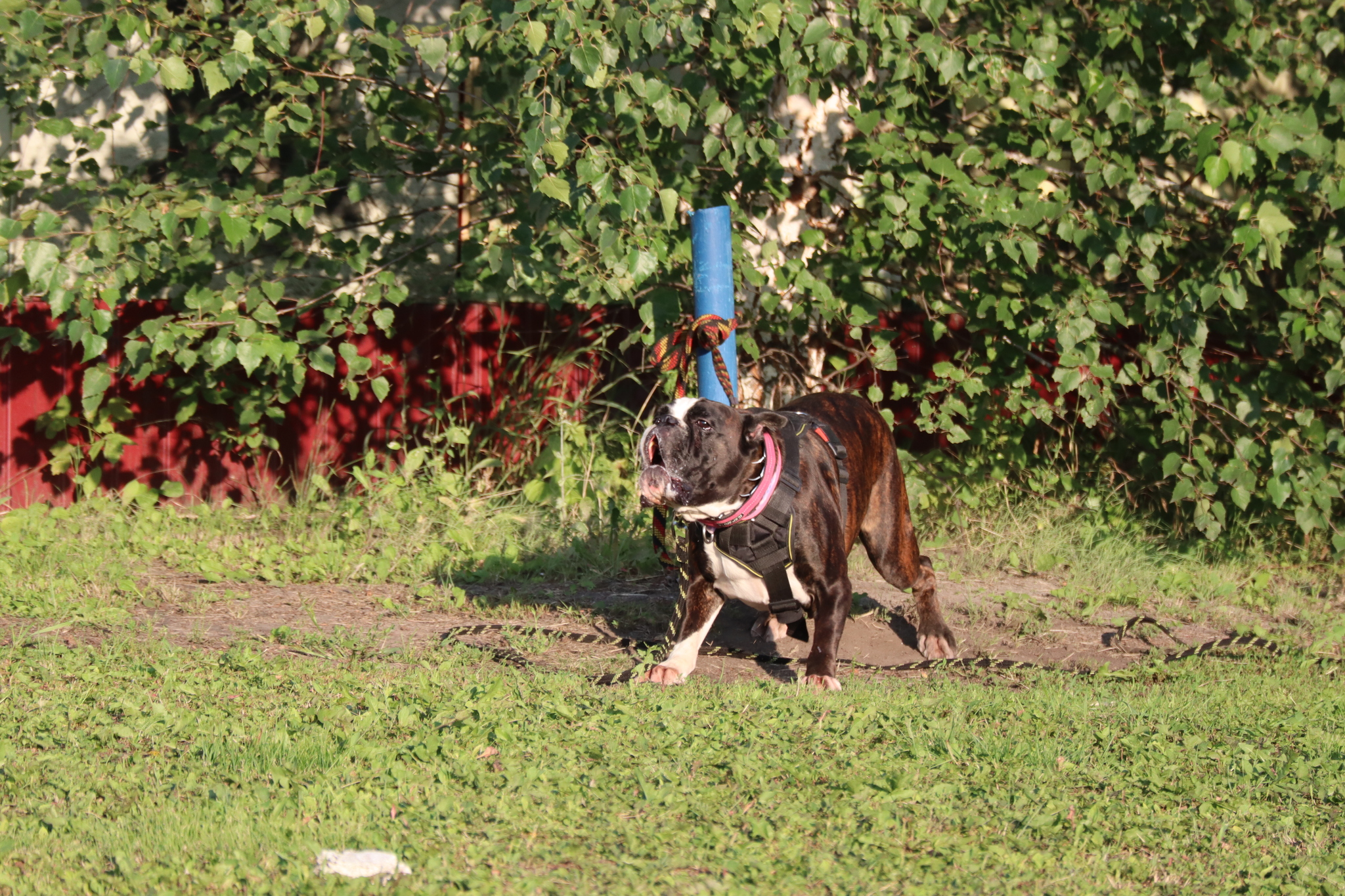 Dog training in Omsk - OCSSSS 07/29/2026 - Puppies, Friends, Omsk, Training, Г“Г±Г±Г±