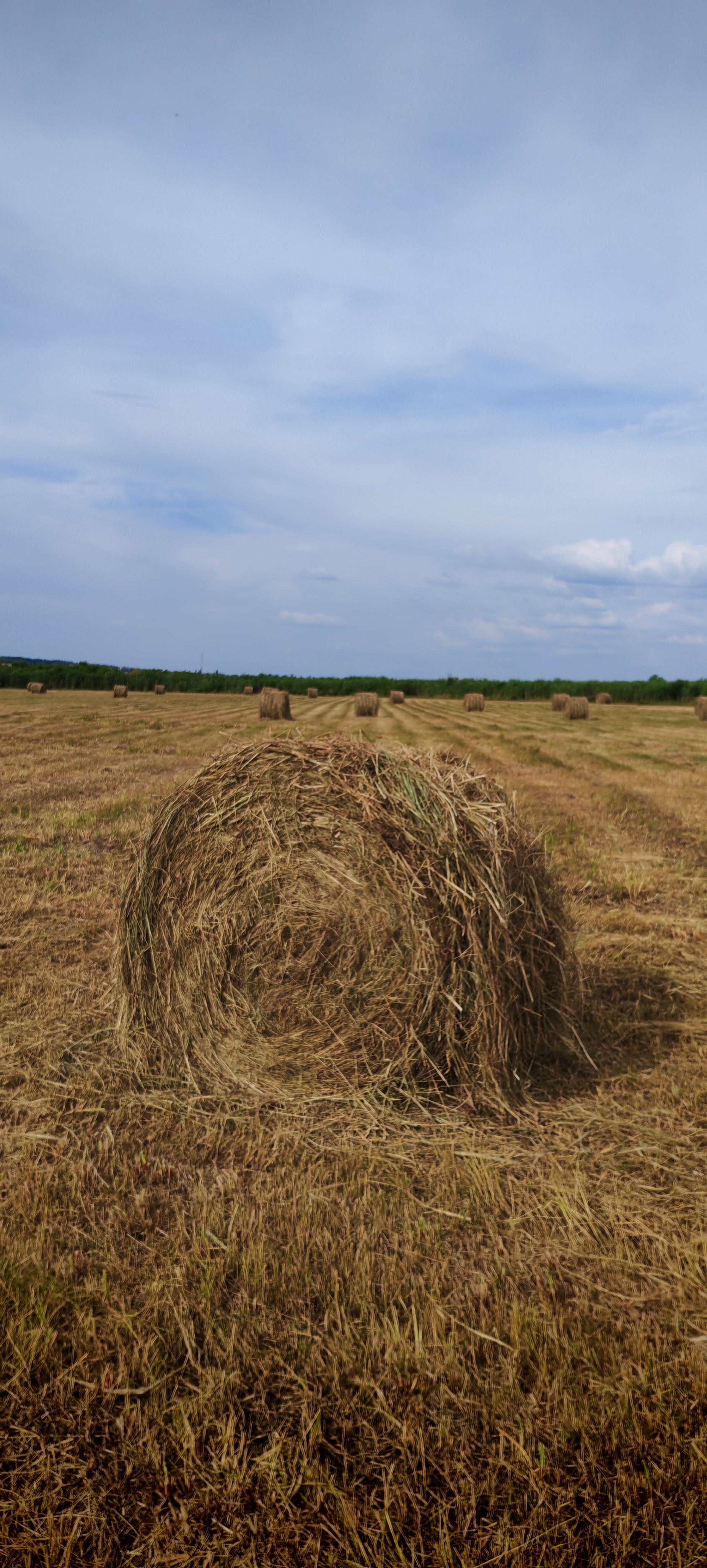 July - My, The photo, Mobile photography, Nature, Voronezh region, Longpost