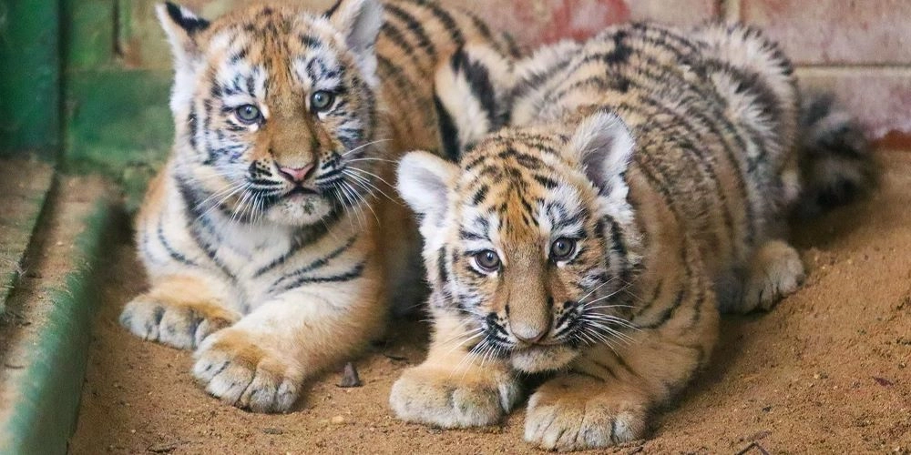 Striped Fate: Admire the Tigers of Moscow - My, Moscow Zoo, Tiger, Tiger Day, Longpost, Amur tiger, Tiger cubs, Cat family, International day, Video, Video VK