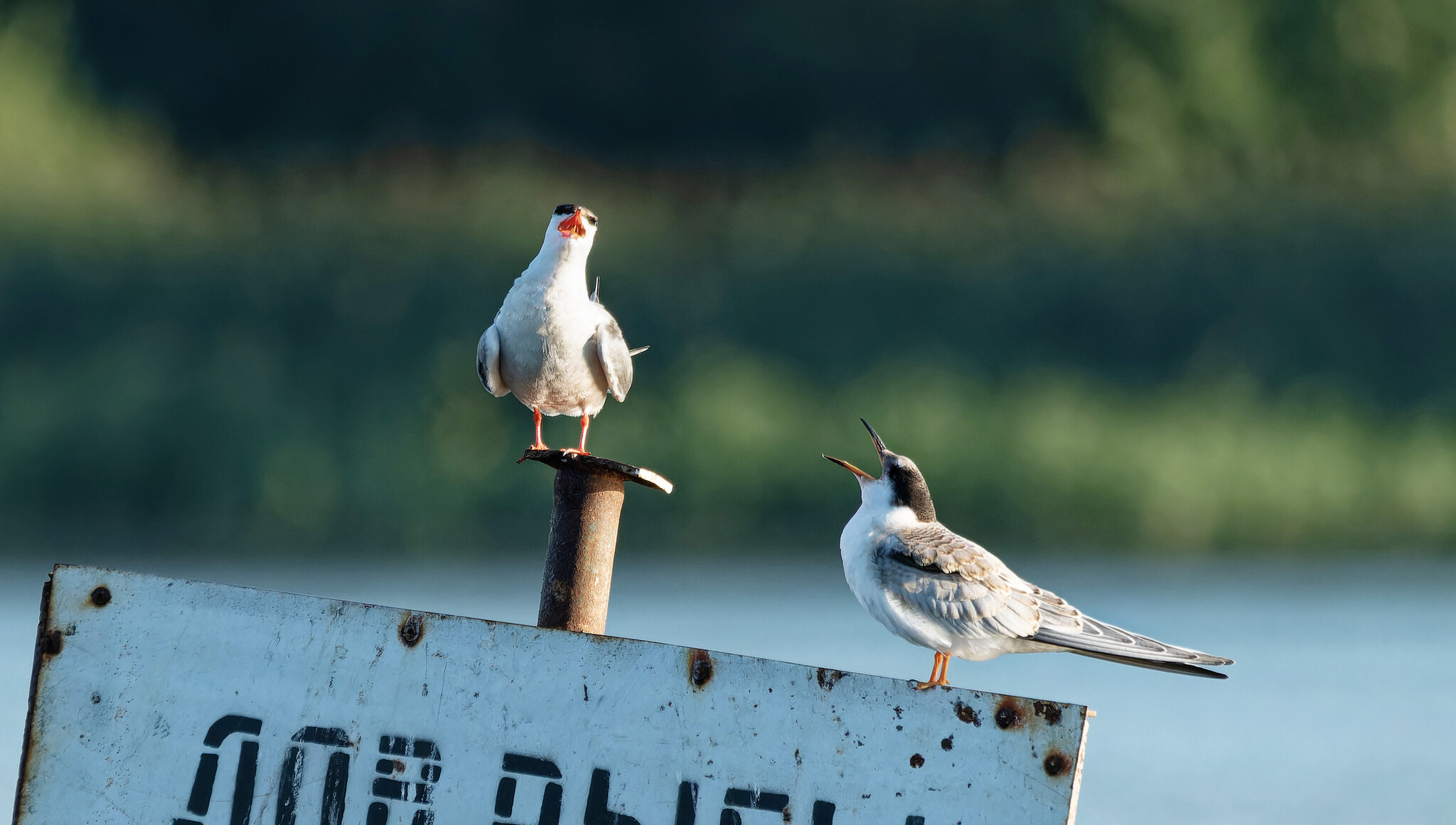 We're sitting and yelling. - Series Water world, My, The nature of Russia, Nature, Birds, Hobby, wildlife, Summer, Pond, The photo, Photo hunting, Bird watching