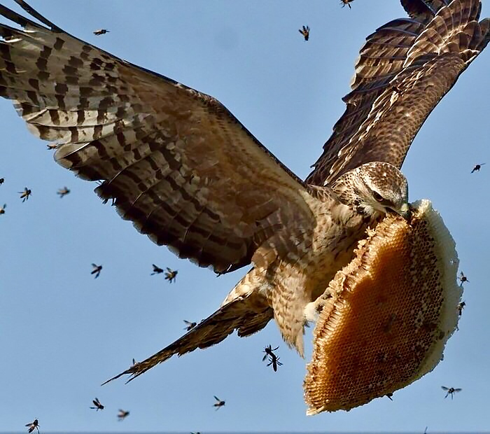 Unusual eating habits of a bird - Series Did you know , My, Biology, Informative, Facts, Nature, Animals, Nauchpop, In the animal world, Amazing, Astonishment, Birds, Pern, Video, Short videos, Longpost
