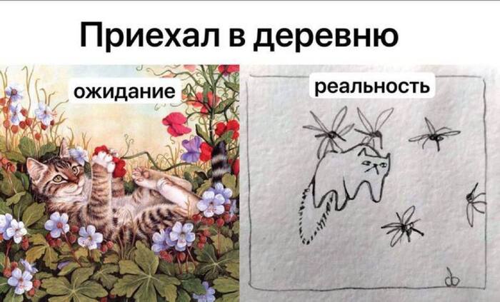 Злое#учие комары