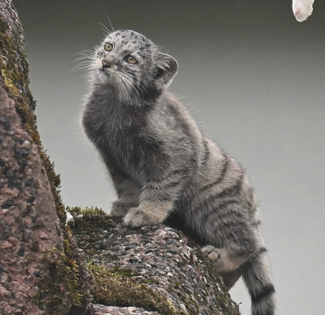 Bezushka Saimi - Pallas' cat, Small cats, Cat family, Wild animals, Predatory animals, Young, Zoo, Longpost
