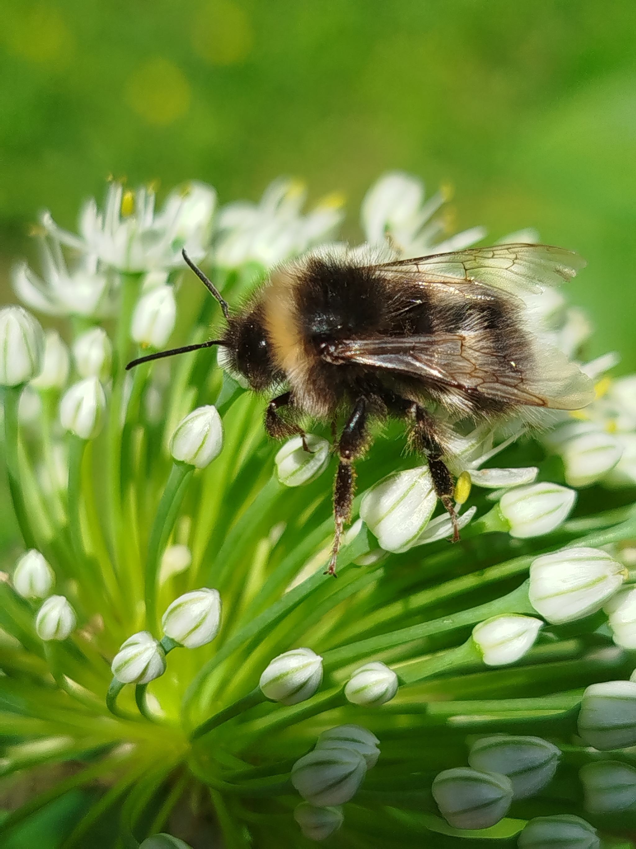 Bumblebee - Bumblebee, Milota, Insects, Longpost