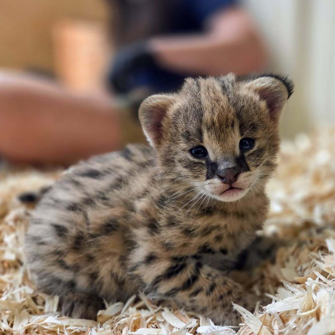 Meet David Attenborough, Rachel Carson, and Jane Goodall - Series Servals, Young, Serval, Small cats, Cat family, Predatory animals, Wild animals, Zoo, The photo, Video, Vertical video, Short videos, Longpost