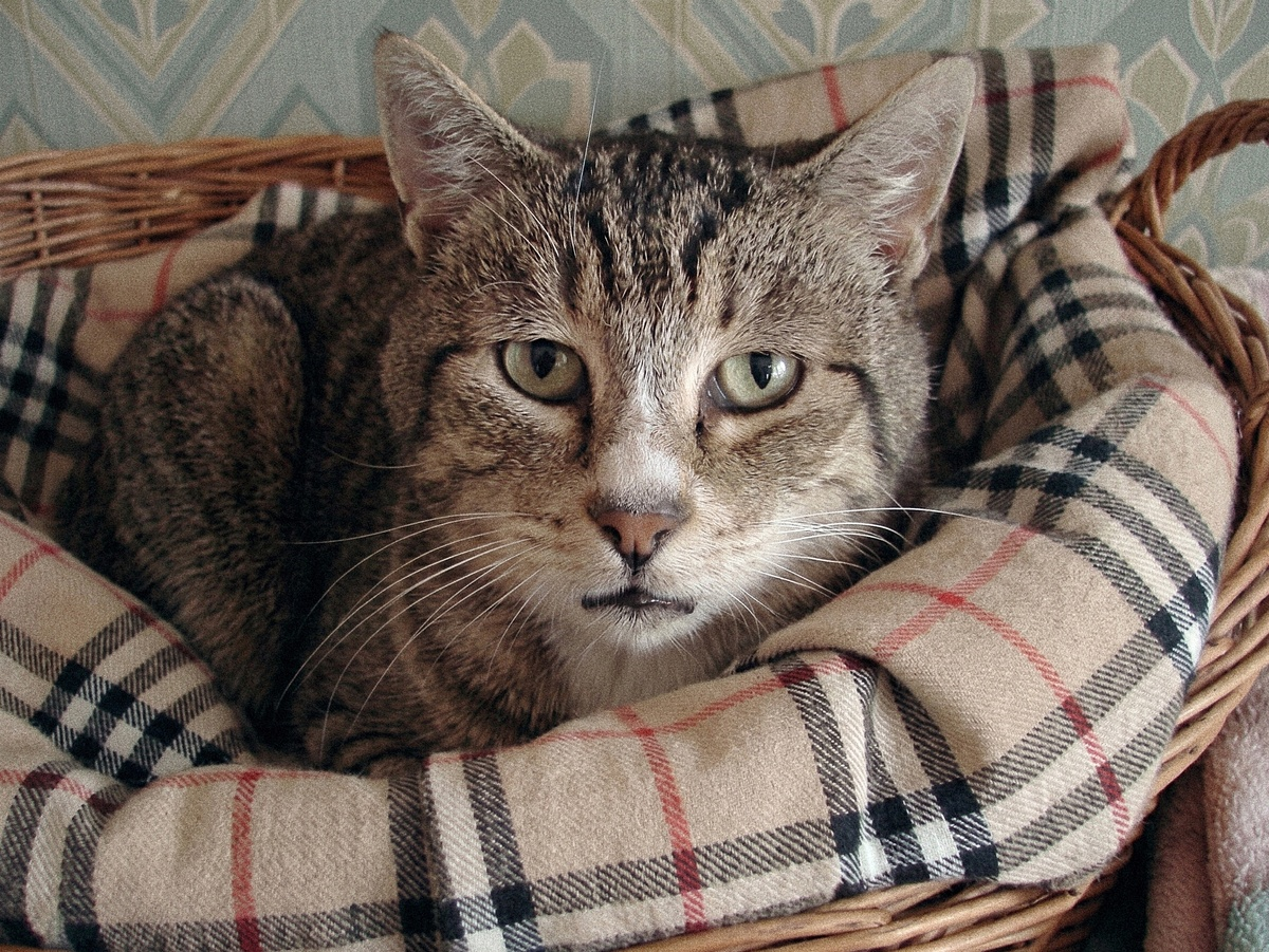 What Cats Most Often Leave: 8 Enemies of Feline Longevity - cat, Mammals, Predatory animals, Pets, Animals, Wild animals, Zen, Yandex Zen, Yandex Zen (link), Longpost