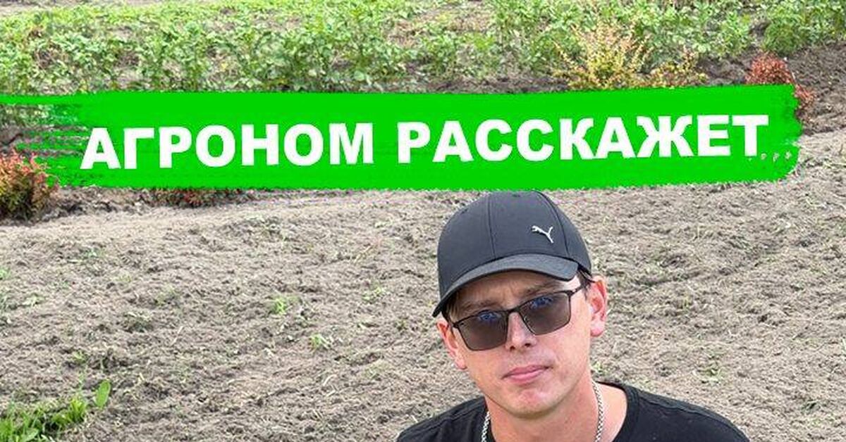 Acidification of Blueberry Soil - My, Garden, Plant growing, Gardening, Plants, Blueberry, Sulfur, Soil, Video, Rutube, Short videos