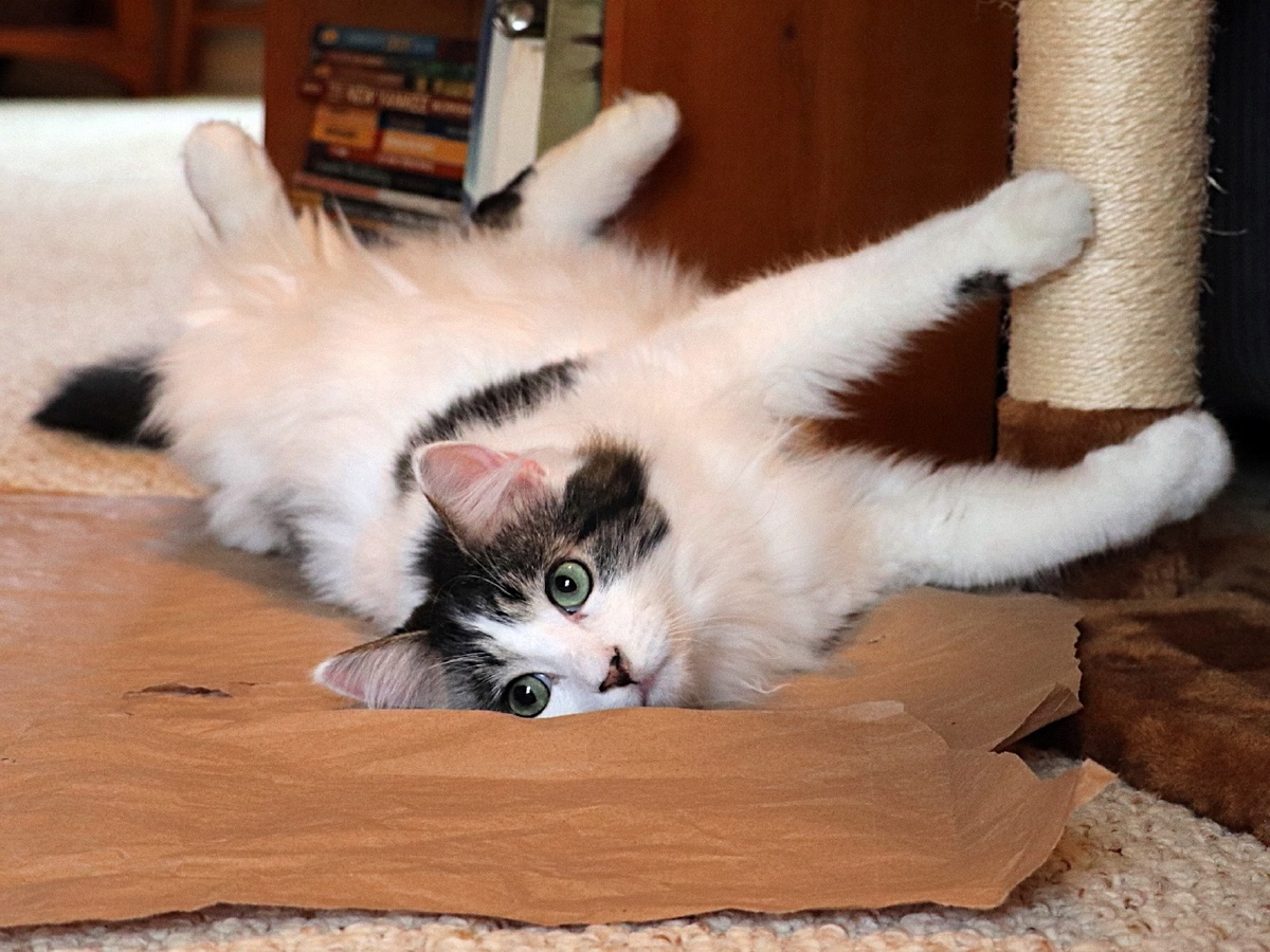 What Cats Most Often Leave: 8 Enemies of Feline Longevity - cat, Mammals, Predatory animals, Pets, Animals, Wild animals, Zen, Yandex Zen, Yandex Zen (link), Longpost