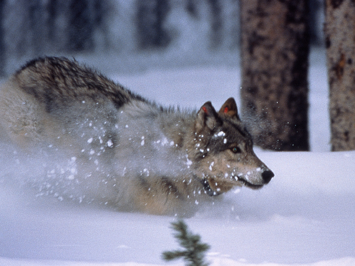 5 Unique Features of Wolves That Make Them Stronger Than Dogs - Wolf, Predatory animals, Mammals, Animals, Wild animals, Dog, Zen, Yandex Zen, Yandex Zen (link), Longpost
