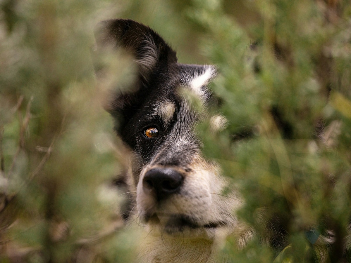 Continuation of the post 5 Unique Features of Wolves That Make Them Stronger Than Dogs - Wolf, Predatory animals, Mammals, Animals, Wild animals, Dog, Zen, Yandex Zen, Yandex Zen (link), Reply to post, Longpost
