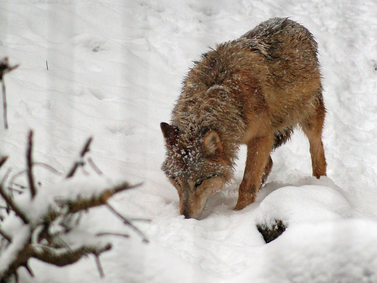 5 Unique Features of Wolves That Make Them Stronger Than Dogs - Wolf, Predatory animals, Mammals, Animals, Wild animals, Dog, Zen, Yandex Zen, Yandex Zen (link), Longpost