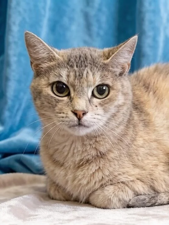 Zadonsk - Moscow: How a Cat of Incredible Beauty Searches for Decent People - cat, In good hands, Moscow, Saint Petersburg, Voronezh, Lipetsk, Telegram (link), Longpost