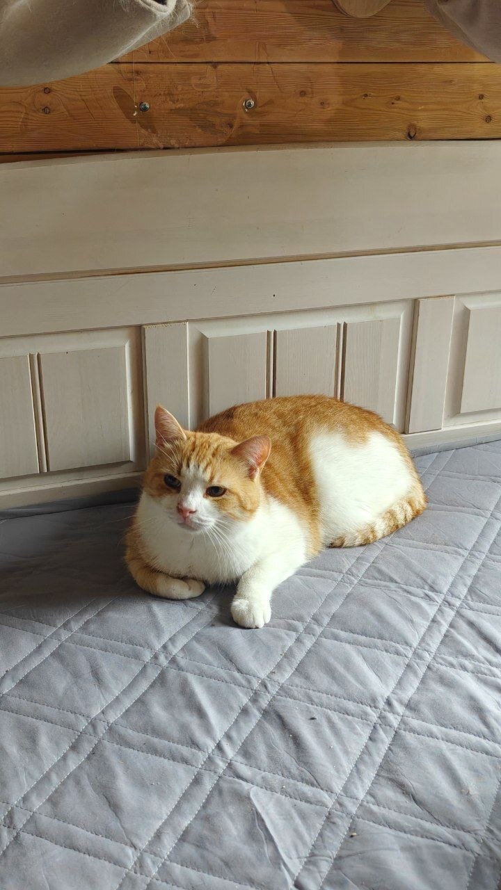 Before and after. The cat Soplya, whom I found at the dachas in winter. - My, cat, Animal Rescue, Helping animals, Dacha, Animals, Pets, Longpost