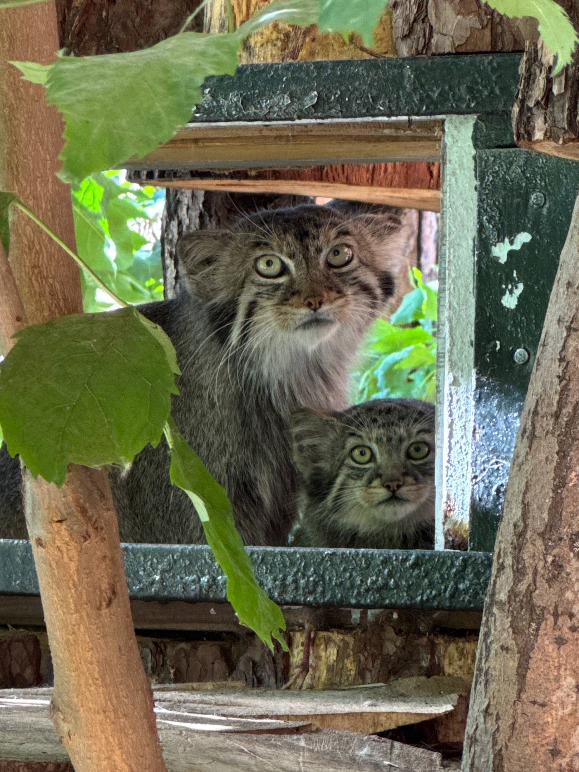 Mamanul and minul - Pallas' cat, Small cats, Cat family, Predatory animals, Wild animals, The photo, Leningrad Zoo, Zoo, Young, Telegram (link)