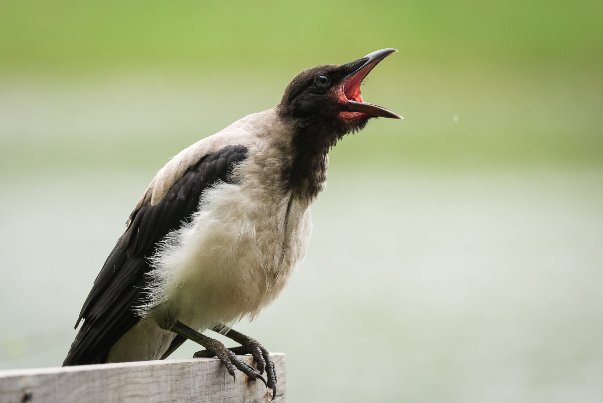 Carrrr! - Series Birds, Grey Crow, Cell, Cirque, The photo, Corvids, Birds, Passeriformes, Wild animals, Funny animals, Crow