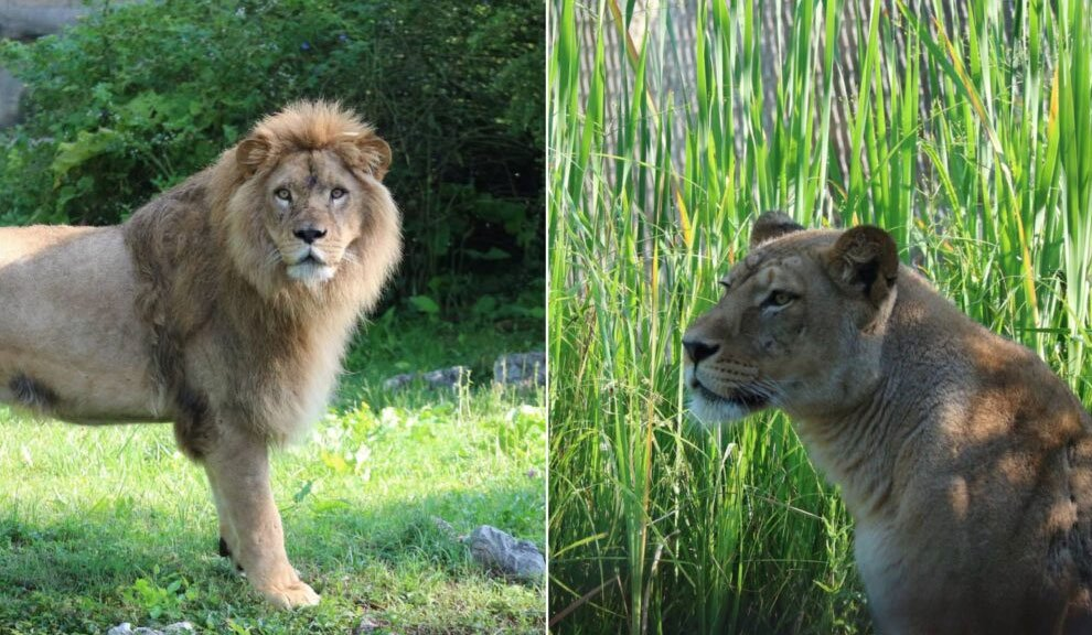 A lion killed a lioness in a Croatian zoo - they were brought there for breeding. - Series Lions, a lion, Lioness, Negative, Wild animals, Killing an animal, Zagreb, Zoo, Croatia, Predatory animals, Big cats, Cat family, Sorrow