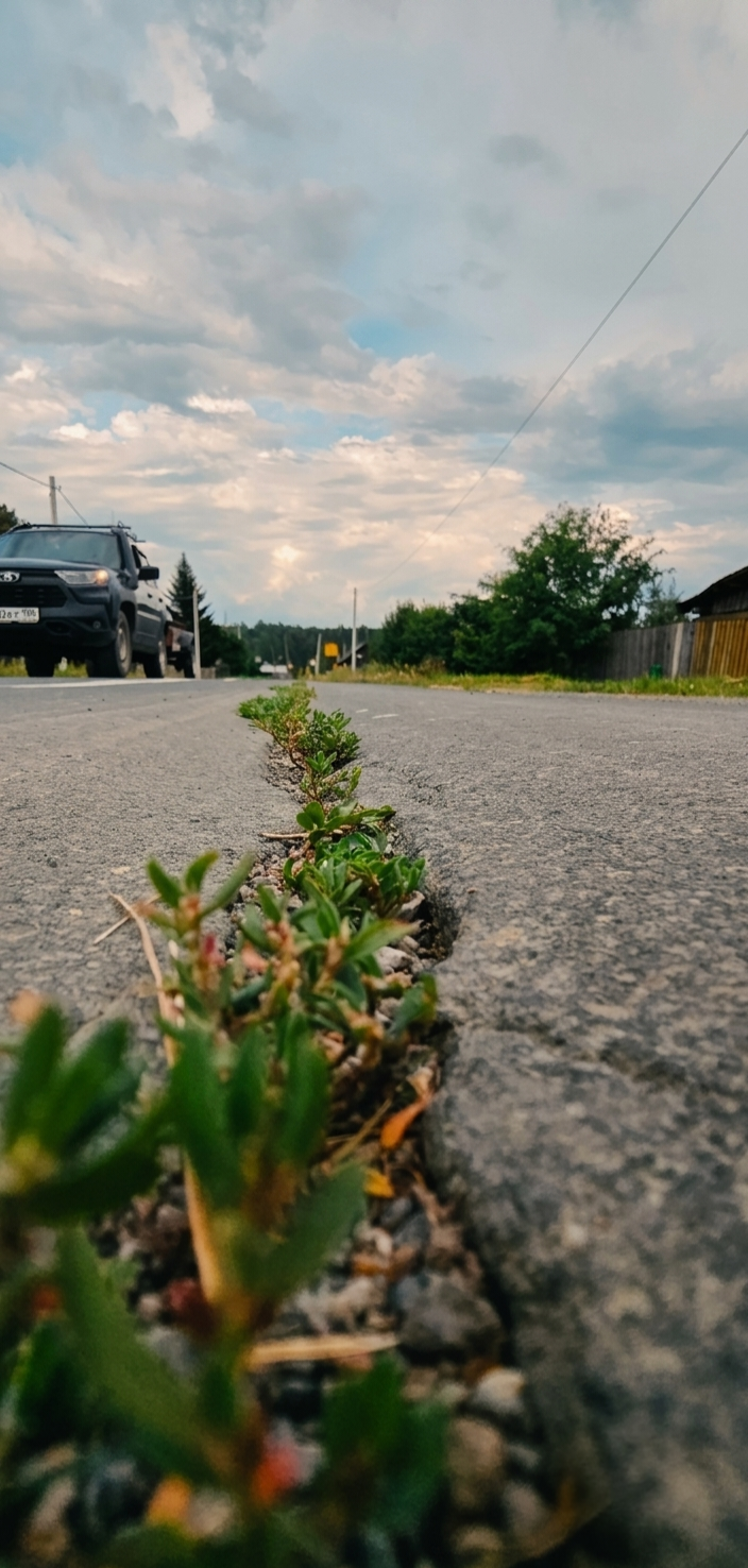Some summer shots [Mine] - My, Summer, Beginning photographer, Samsung Galaxy, Longpost