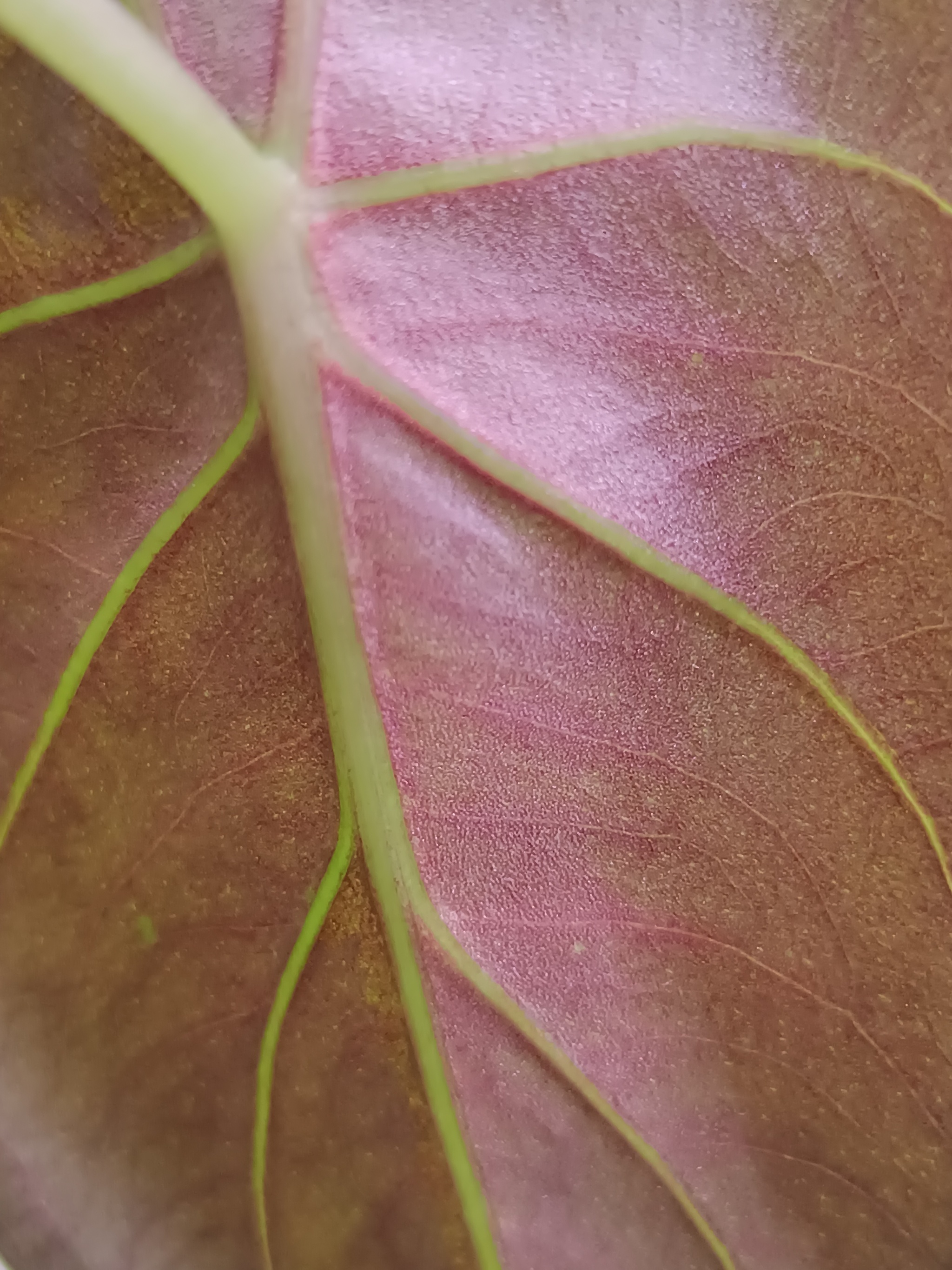 Alocasia - Series Other plants from my collection, My, Houseplants, Floriculture, Plant growing, Growing, Botany, Longpost