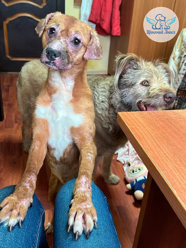 Veterinary Miracles: Breathtaking Rescue Stories - Charity, Homeless animals, Animal shelter, Good deeds, Shelter, Volunteering, Longpost